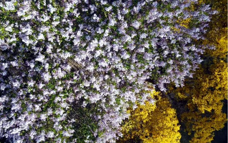 六月丁香亭亭毛片绽放芬芳，夏日风情，浪漫花海醉人心