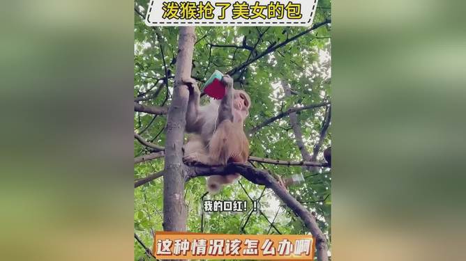 美女和男生一起生猴子的app浜带来浪漫邂逅，体验虚拟育儿乐趣，探索奇妙社交新玩法