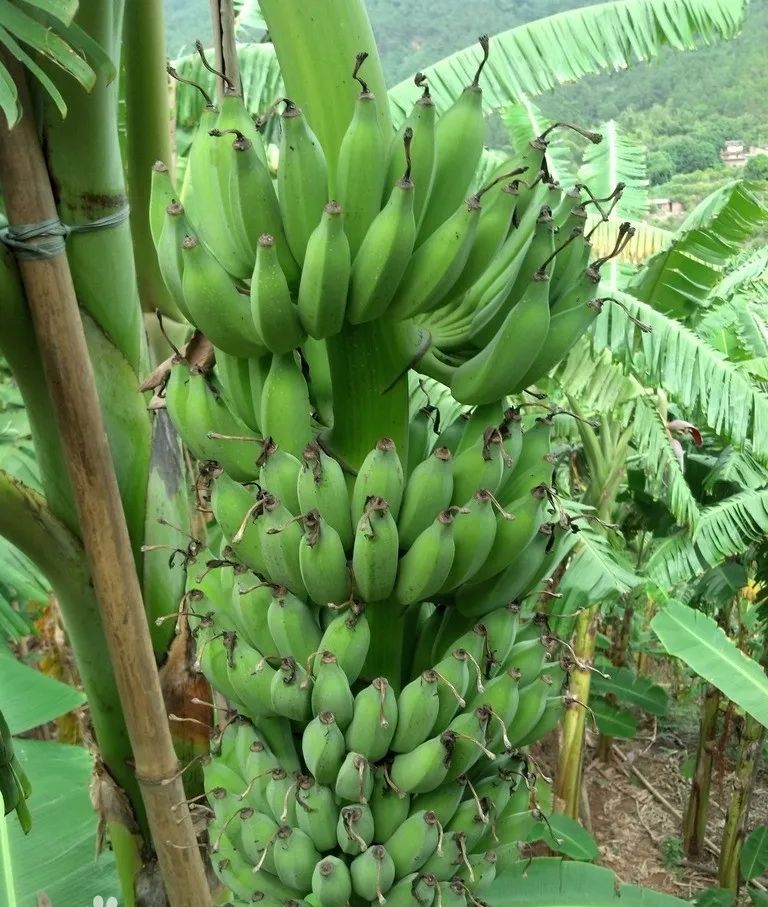 2.伊人久久大香线蕉AV一区美，绝色风华，魅惑无限，心动瞬间永恒