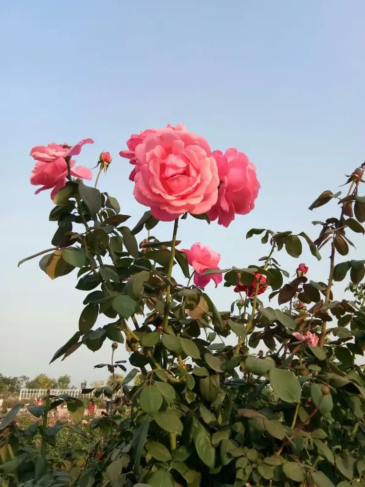 六月婷婷一区绽放夏日风情，花香满园，醉美六月时光