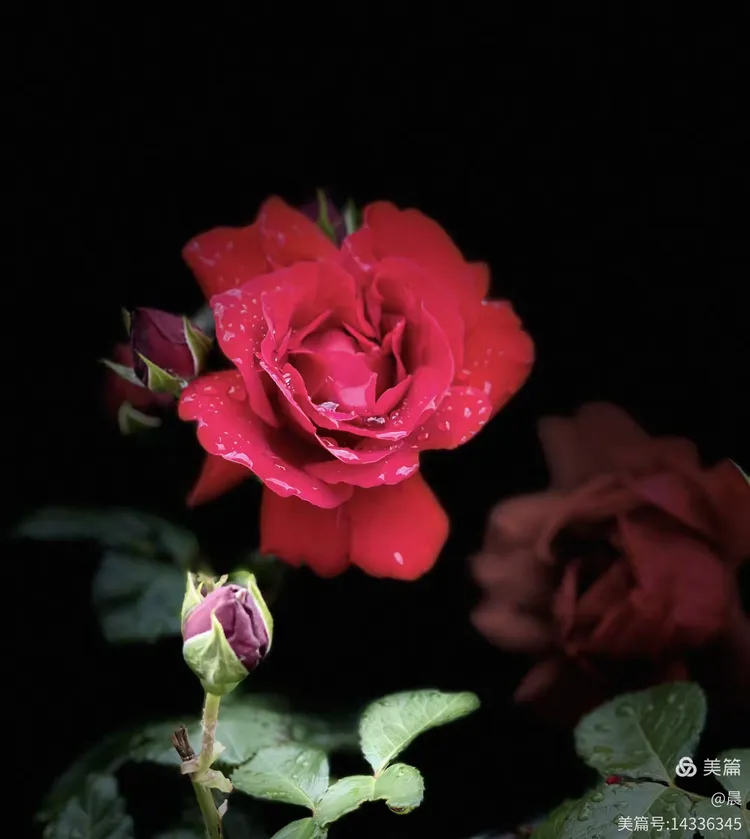2.少女一级片大尺午夜迷情，禁忌诱惑，暗夜绽放的隐秘之花