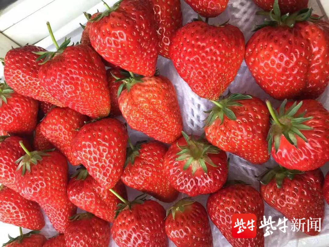 草莓视频在线播放浜，免费高清资源，最新热门影视剧一网打尽，流畅观影体验
