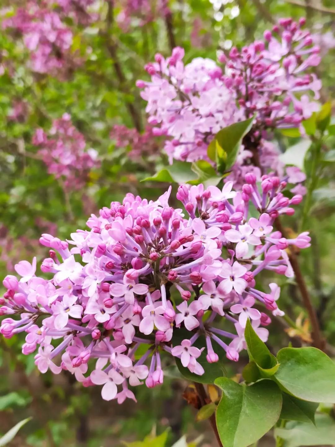日韩无码中文字幕丁香花，高清资源，免费下载，最新合集