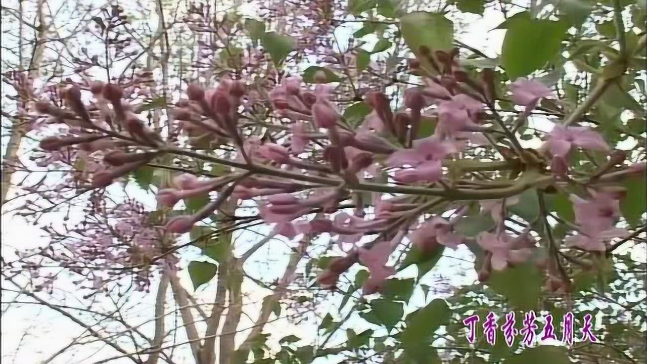 婷婷五月天丁香绽放芬芳，初夏浪漫邂逅，谱写青春动人诗篇