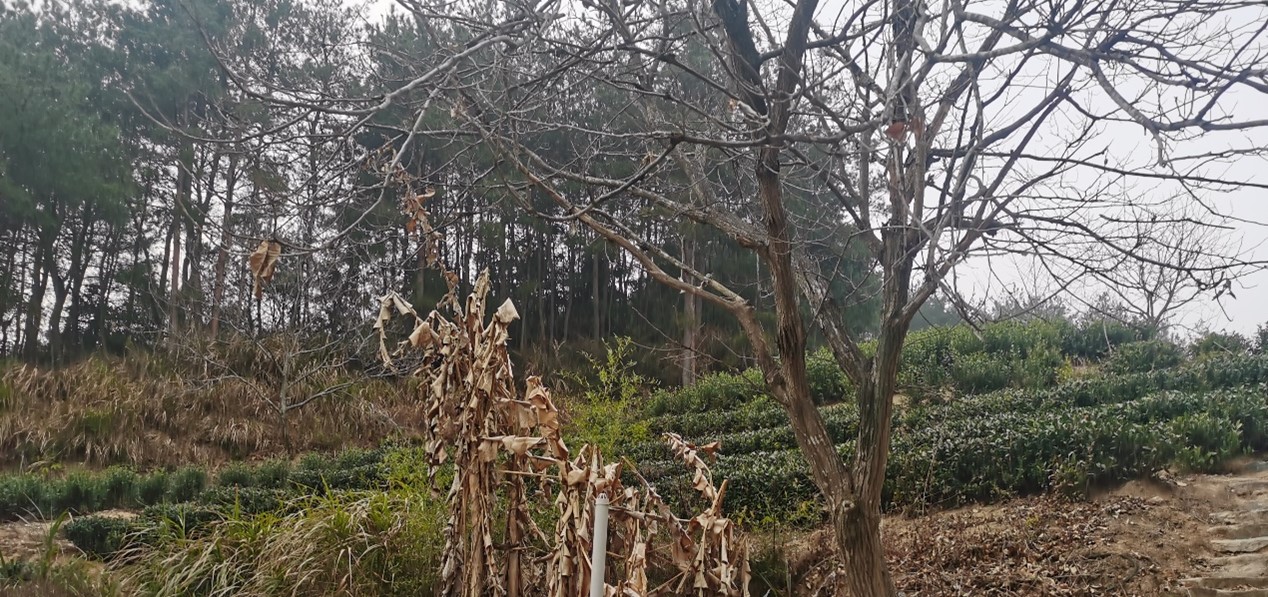 山村大乱婬1-7全剧情解析，揭秘山村秘闻，探索人性欲望与黑暗