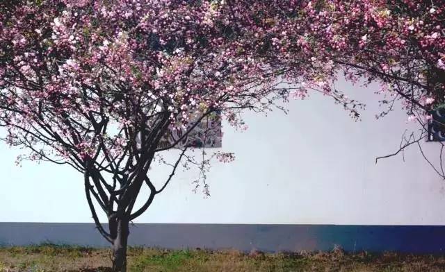 色爱青青草绽放自然之美，探索春日浪漫，感受大地生机勃勃