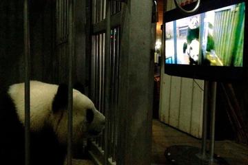 2.顶级A片,极致体验,畅享激情之夜,尽在独家片源