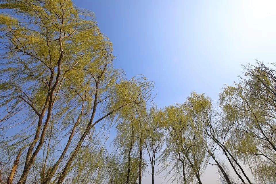 青青草自拍春意盎然，微风轻拂，阳光下的自然之美