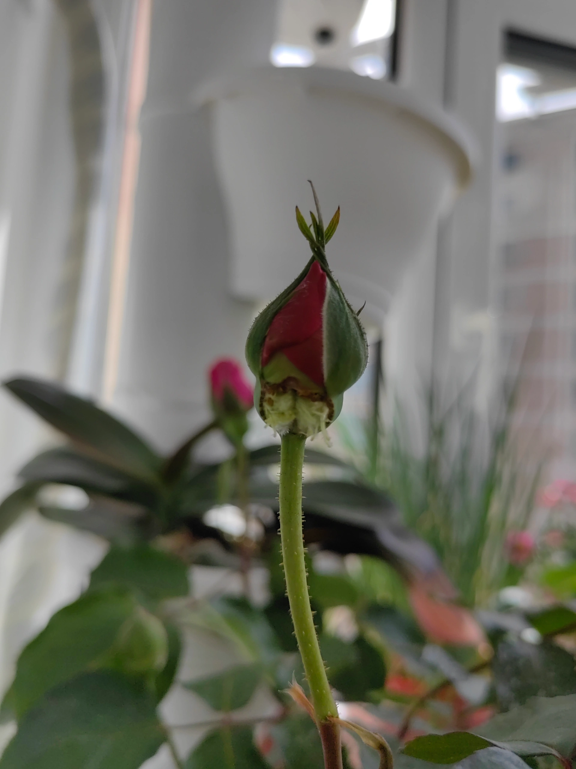 嫩苞被破疼的哭求饶娇弱花朵遭摧残，无助呻吟惹人怜，谁能抚慰这伤痛