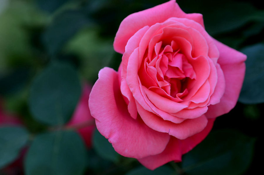 五十路熟妇的风韵岁月，优雅绽放，成熟魅力永恒