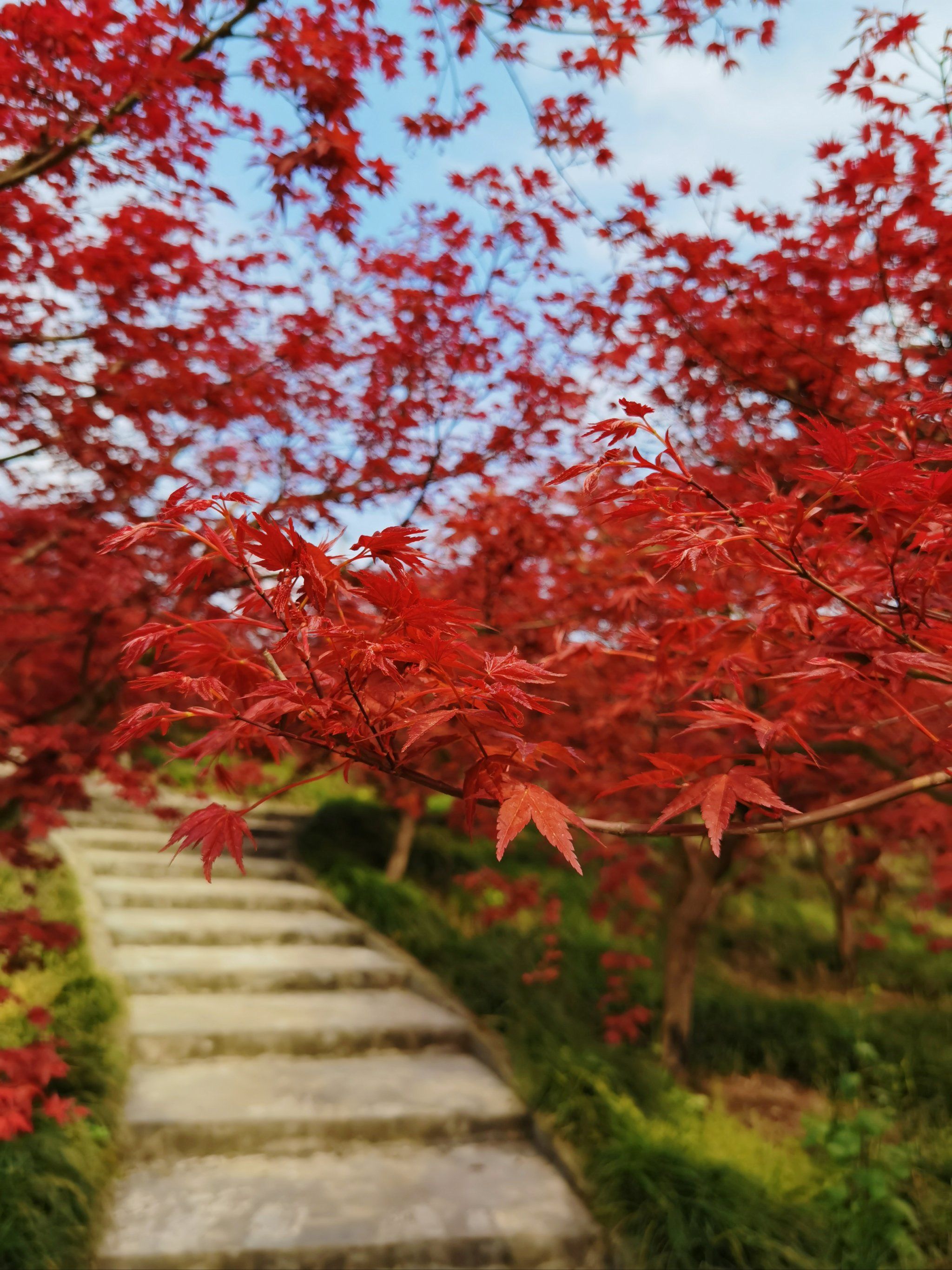 亚洲九月婷婷绽放秋韵，金色稻田映丰收，枫叶红遍山野间