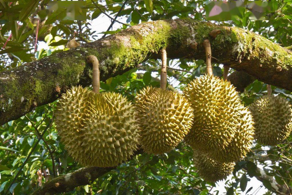 榴莲AV独特风味与营养价值解析，探索其健康益处，品味热带水果之王
