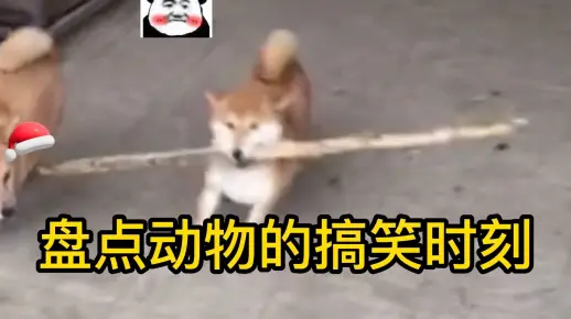 好吊日视频最新剪辑，热门片段，搞笑集锦，全网首发不容错过