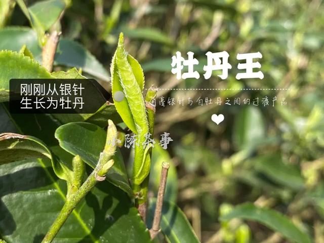 三级毛片a一级特级免费在线观看，高清无码视频资源，最新热门成人影片下载