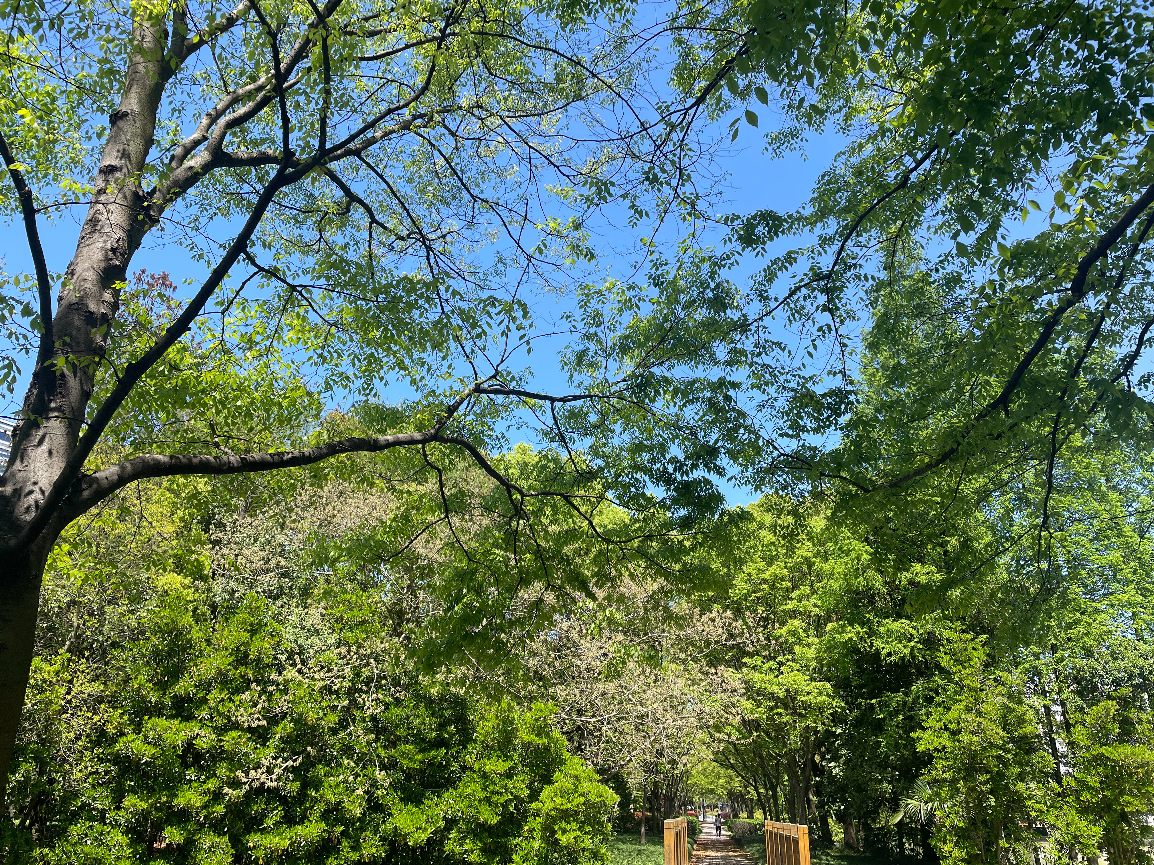 一区青青春意盎然，绿意满园风光好，踏青赏景正当时