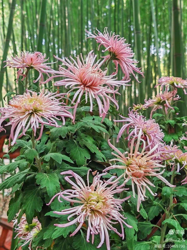 竹菊精品久久久久久久视频打造优雅生活，品味竹菊之美，感受精品视频魅力