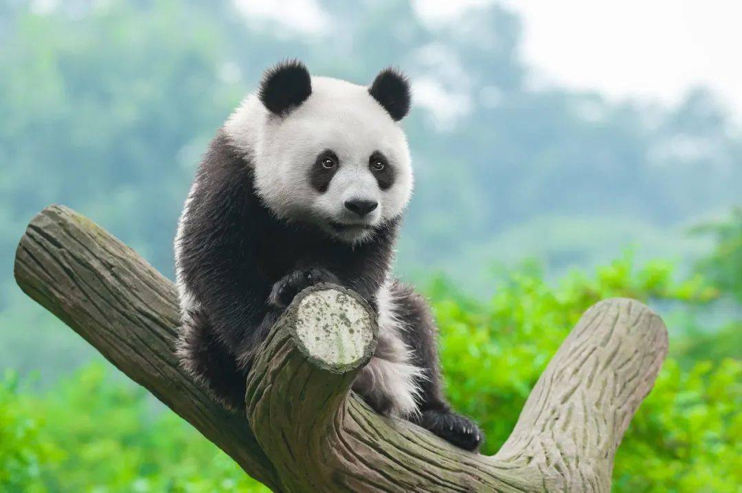 熊猫一级毛片免费播放高清资源，最新熊猫视频合集，在线观看无需注册