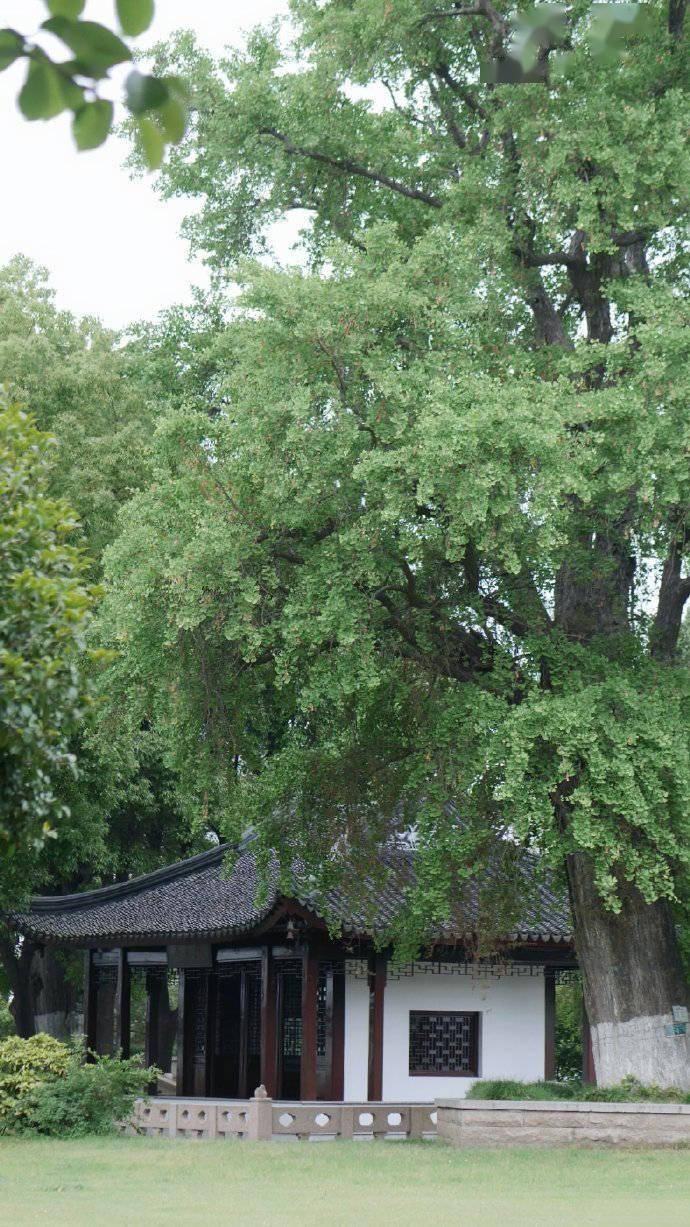 非洲黑妞毛茸茸风情独特，探索另类非洲之美，感受野性与柔情的完美融合