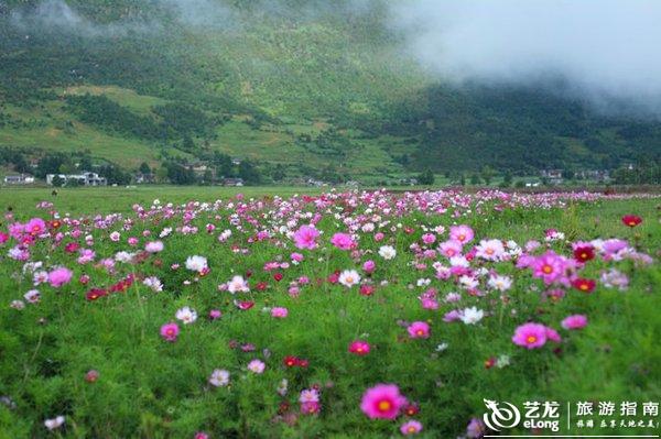 丁香色欲撩人芬芳馥郁，沉醉花海，迷离梦境
