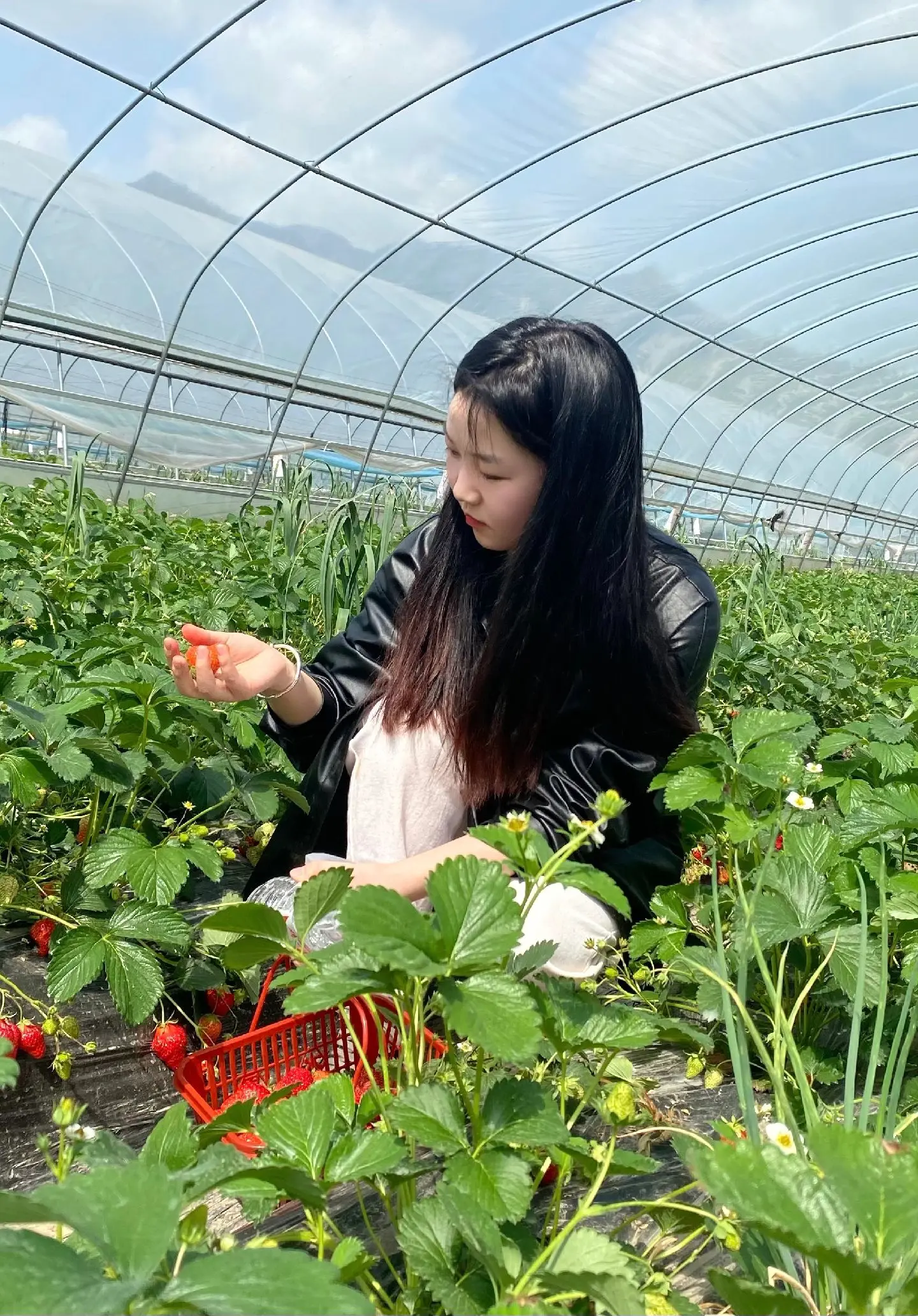 蓬莱山之水蜜桃香甜多汁，产地直供，新鲜采摘，限时优惠抢购中