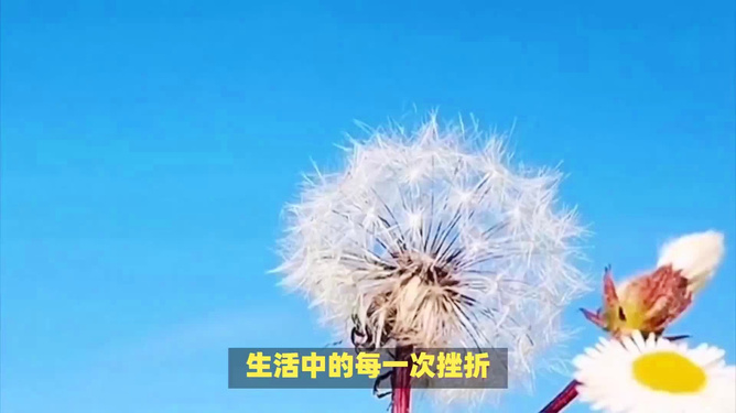 胡秀英AV传奇人生奋斗故事，坚韧不拔，成就非凡