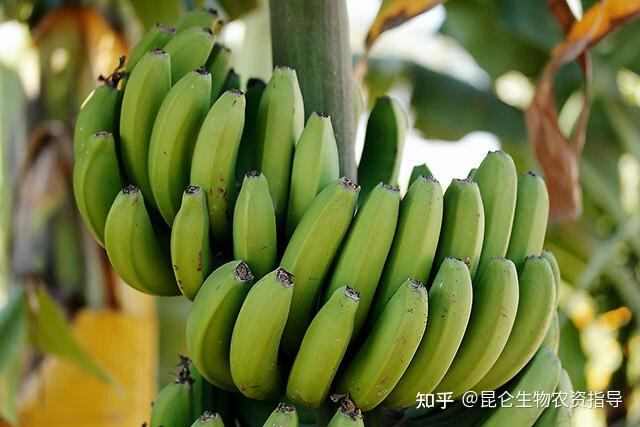 国产香蕉久久观看八部经典，回味无穷，国产香蕉品质保证