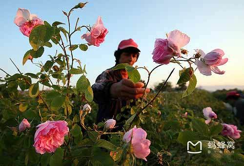 青青草婷婷绽放原野，微风轻拂，芬芳四溢，绘就自然画卷