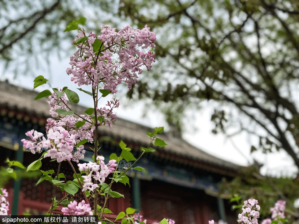 3.狠狠色丁香花开满园,香气袭人,令人陶醉,春日美景