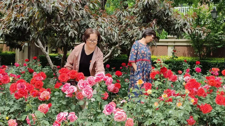 激情五月天丁香婷婷绽放，芬芳满园，浪漫五月与你相约