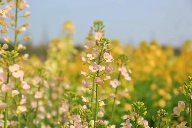 青青草五区春意盎然，绿野仙踪，自然风光无限好