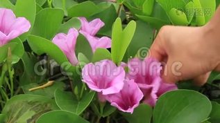 美国摘花XXx摘花视频震撼发布，全网首发，独家揭秘，速看精彩内容
