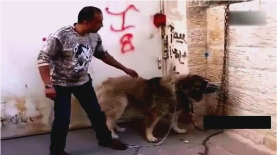 藏獒在我胯下疯狂呻吟,震撼瞬间揭秘,猛犬驯服技巧,独家训练心得分享 藏獒在我胯下疯狂呻吟,震撼瞬间揭秘,猛犬驯服技巧,独家训练心得分享