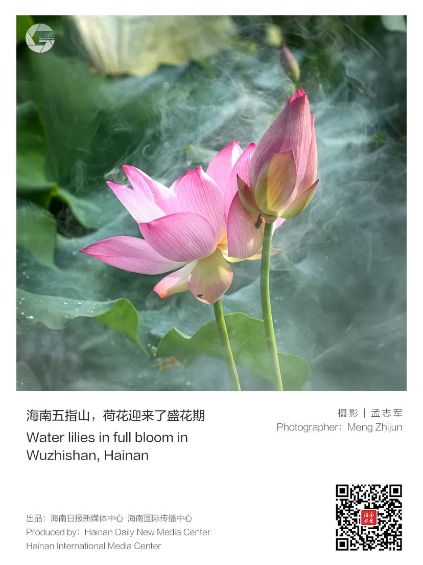 青青草原上最美的风景，探寻自然奥秘，感受生命活力