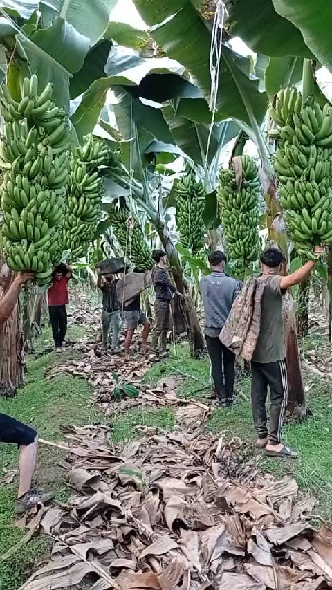 国产香蕉在线观看免费高清国产香蕉最新资源