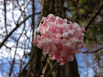 丁香伊伊的芬芳传说，花开满园香飘四方，静待有缘人驻足欣赏