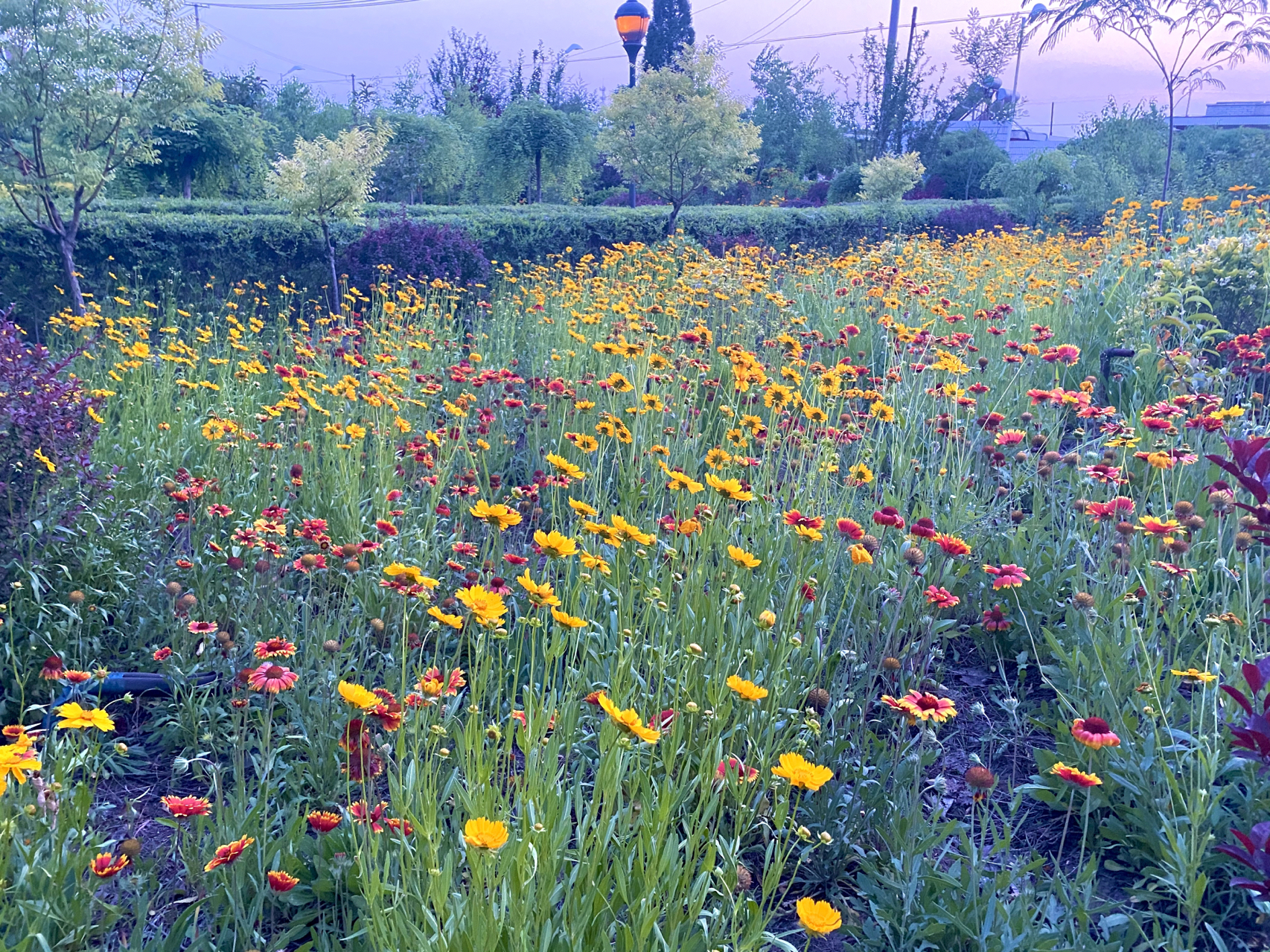1.亚洲六月色彩缤纷的季节