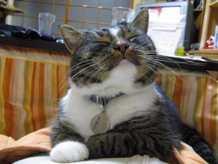 欧美猫咪视频萌宠日常，看可爱猫咪搞笑瞬间，治愈你的疲惫心情