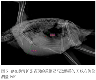 1.意大利电影胬肉治疗剧情解析
