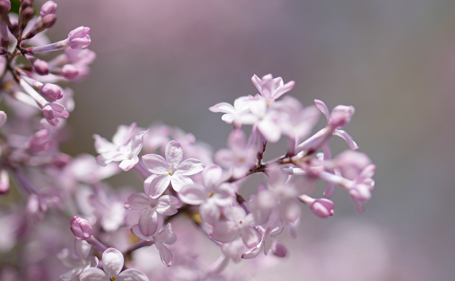 六月丁香芬芳绽放中文诗意季节