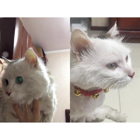 1.色猫咪视频在线网站可爱萌宠 1.色猫咪视频在线网站可爱萌宠
