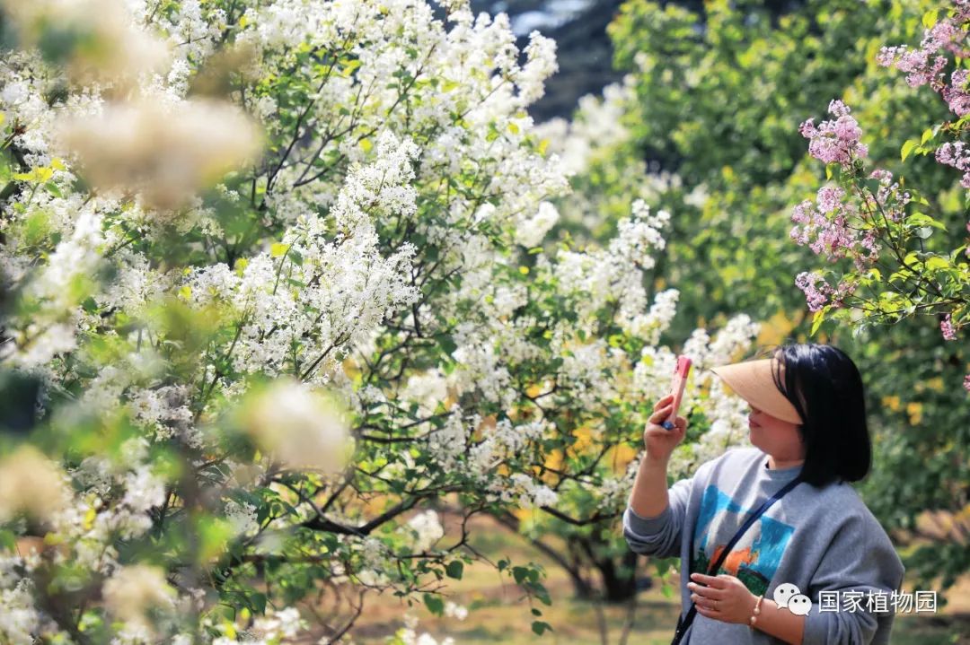 六月婷婷一区绽放夏日风情，花香满园，醉美六月时光