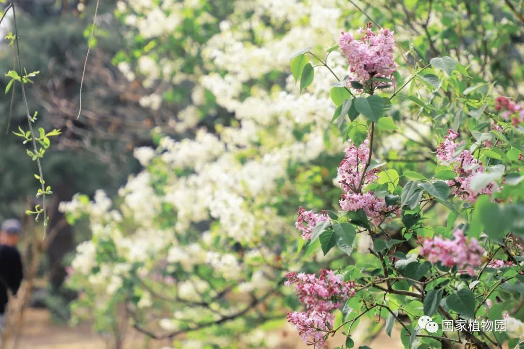 六月婷婷一区绽放夏日风情，花香满园，醉美六月时光