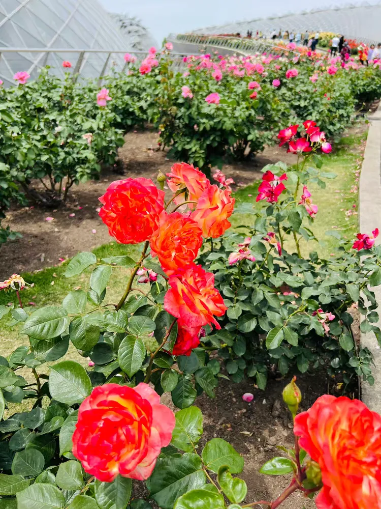 丁香五月色色色色色色色色色色色色色绽放浪漫，缤纷五月花香满园，邂逅最美丁香花季