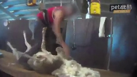 2.偷拍浓毛pics事件持续发酵，网友热议，专家呼吁加强监管