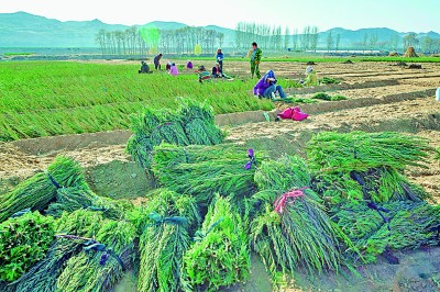 青青草色婷婷春意盎然，大地披绿装，风光无限好