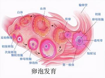 3.二人努力生猴子全程免费看，备孕技巧分享，甜蜜迎接新生命