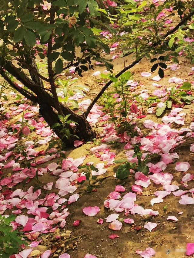 2.樱束vk的浪漫传说，花瓣飞舞的季节，心动瞬间永恒
