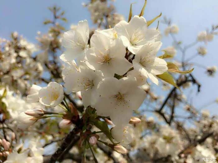 五月丁香综合在线绽放芬芳，探寻春日浪漫，邂逅最美丁香花季