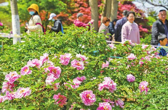 五月丁香婷婷狠狠色绽放迷人芬芳，醉人花香，浪漫五月风情