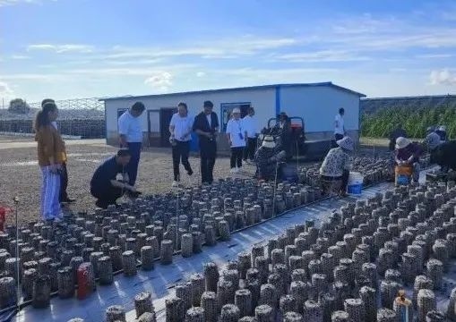 农村Av助力乡村振兴新篇章，探索田园生活之美，打造特色农业品牌